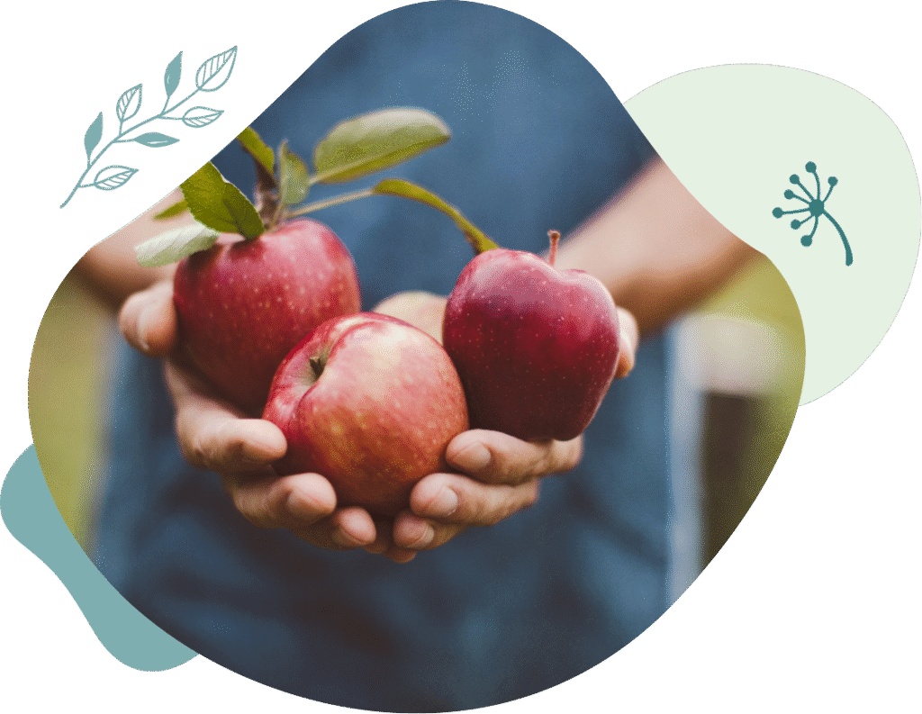 Hands holding picked apples