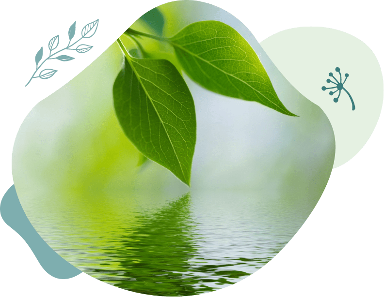Leaves over water graphic