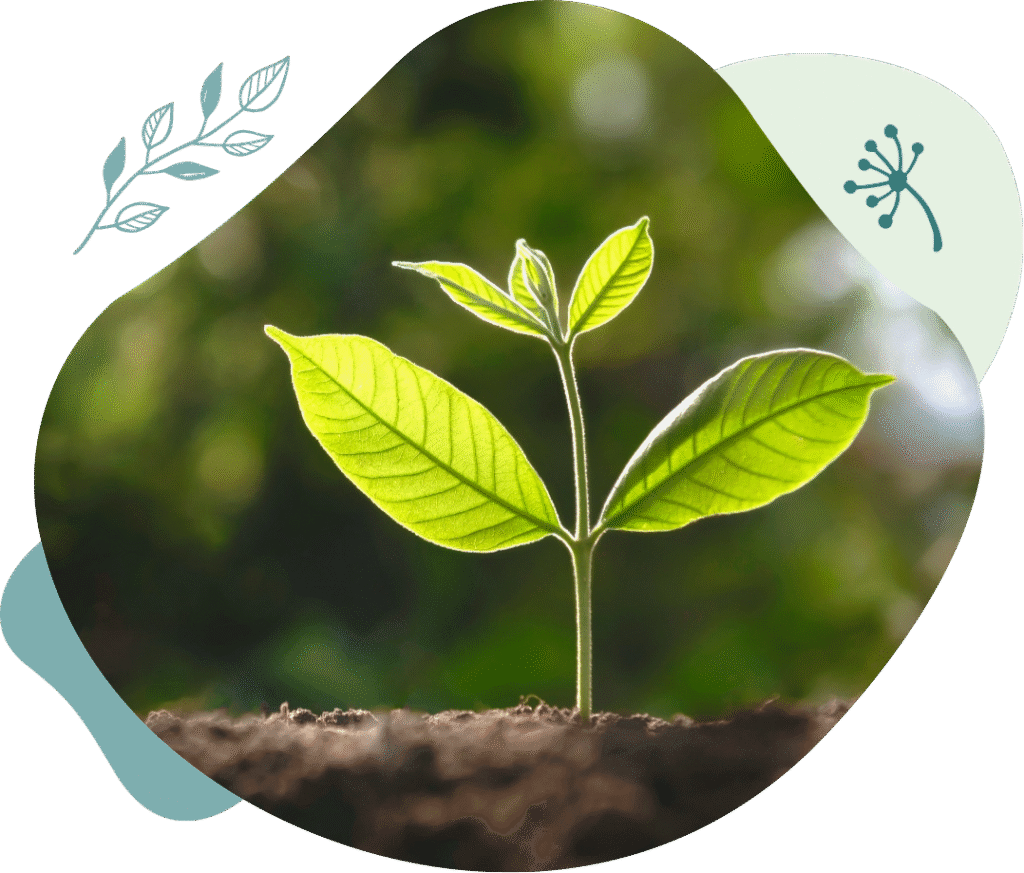 Plant sprouting in soil