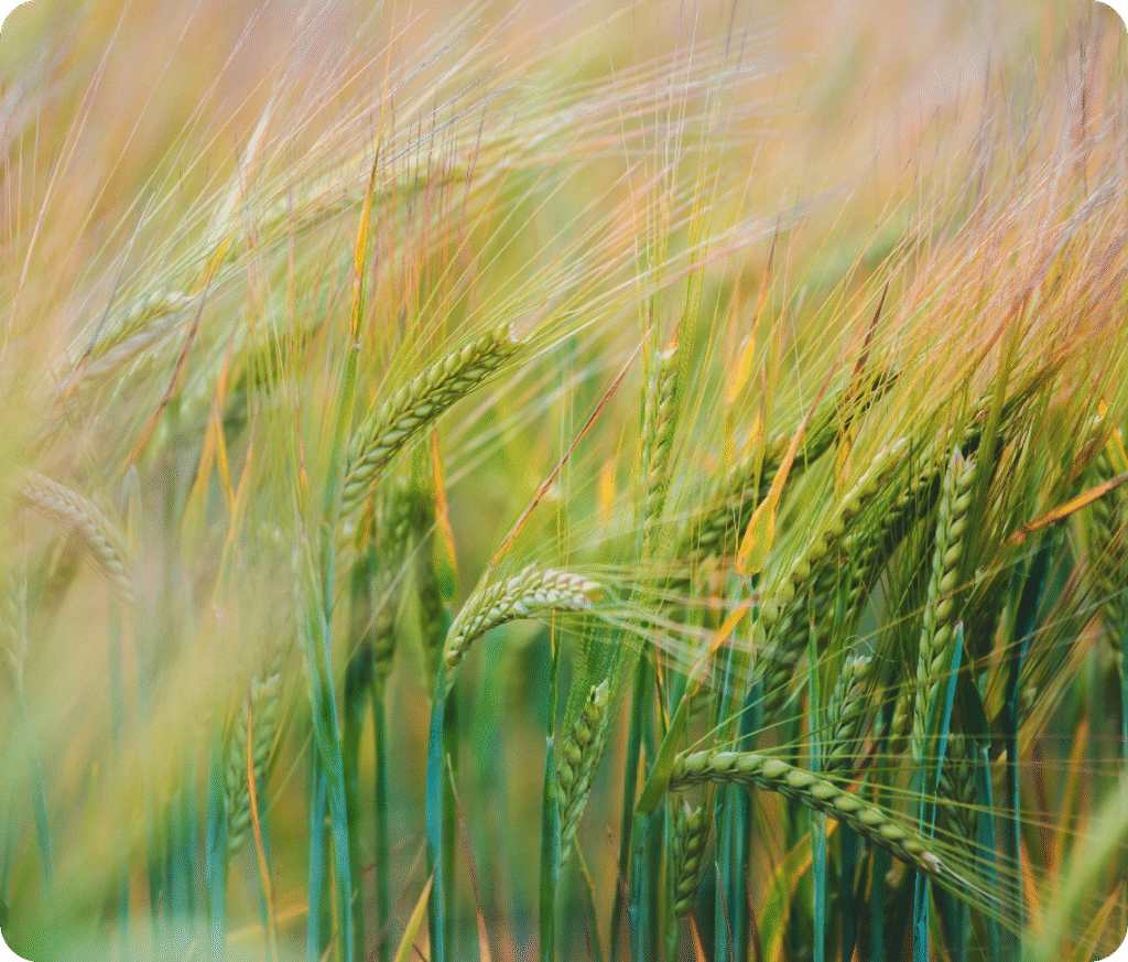 Wheat field
